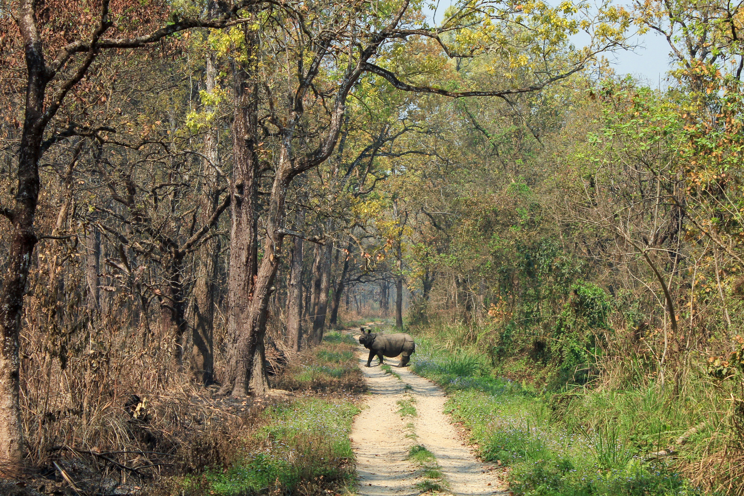 chitwan national park (nepal) (2).webp